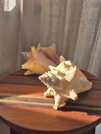 Twee Grote Zeeschelpen, Huis en Inrichting, Woonaccessoires | Overige, Ophalen of Verzenden, Zo goed als nieuw