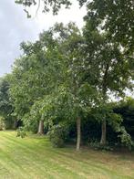 Mooie volle walnotenboom, Tuin en Terras, Planten | Bomen, Ophalen, Halfschaduw, Overige soorten, Lente
