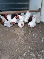 kriel kippen chabo ras, Dieren en Toebehoren, Pluimvee, Meerdere dieren, Kip