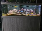 tekoop aquatlantis fusion 200 aquarium, Dieren en Toebehoren, Ophalen, Gebruikt, Gevuld zoetwateraquarium