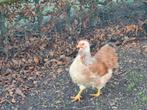Wyandotte kriel, Dieren en Toebehoren, Pluimvee, Meerdere dieren, Kip