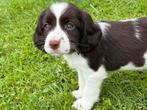 Engelse Springer Spaniël pups nestverlaters!, Dieren en Toebehoren, Honden | Retrievers, Spaniëls en Waterhonden, CDV (hondenziekte)