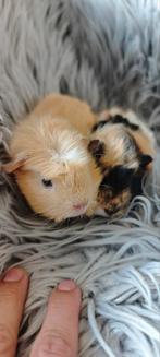 Te koop koppeltje jonge cavia s, Dieren en Toebehoren, Knaagdieren, Cavia, Juli, Meerdere dieren, Tam