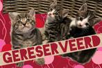 Schattige, lieve kittens zoeken een huisje!, Dieren en Toebehoren, Katten en Kittens | Overige Katten, Kater, Kortharig, 0 tot 2 jaar