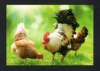 Kippen Hen Haan Ansichtkaart., Ophalen of Verzenden, 1980 tot heden, Ongelopen, Vogel