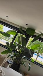 Strelitzia 3 meter hoog, Ophalen, Overige soorten, 200 cm of meer