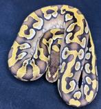 Python regius diverse pUZZLE HETS, Dieren en Toebehoren, Slang, 0 tot 2 jaar