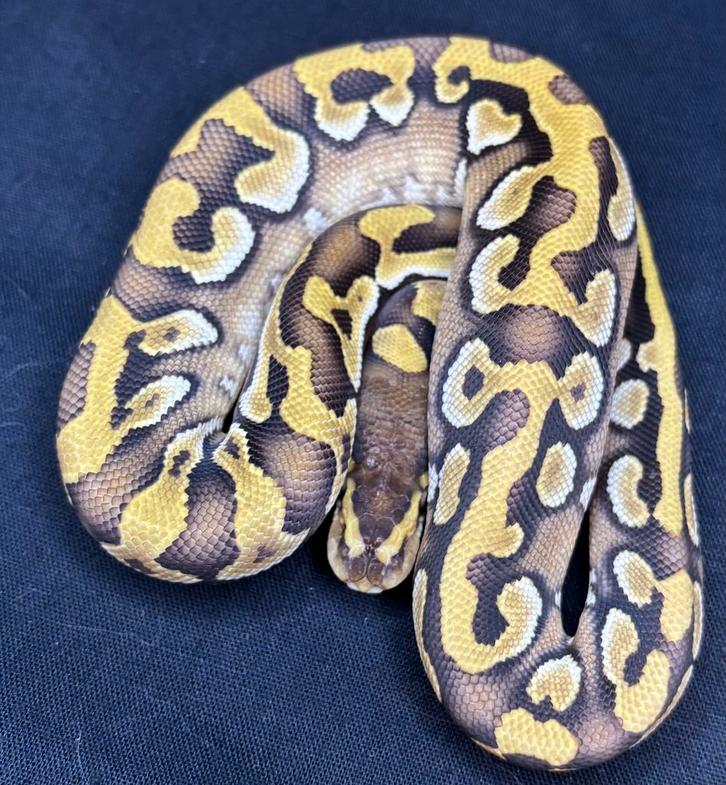 Python regius diverse pUZZLE HETS, Dieren en Toebehoren, Reptielen en Amfibieën, Slang, 0 tot 2 jaar