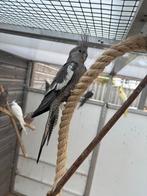 0-1 witmasker valkparkiet, Dieren en Toebehoren, Vrouwelijk, Parkiet, Geringd