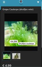 Grape Caulerpa (druifjes wier), Dieren en Toebehoren, Overige typen, Zoutwatervis