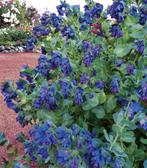 Cerinthe Major zaden  (blauwe wasbloem), Ophalen of Verzenden, Voorjaar, Volle zon, Zaad