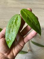 Hoya Amoena stekjes, Ophalen of Verzenden, Overige soorten, Minder dan 100 cm