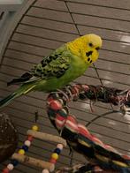 Te Koop Mooie Groen Gekleurede Parkiet, Mannelijk, Parkiet, Tam