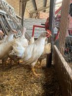 Haan te koop!, Dieren en Toebehoren, Pluimvee, Mannelijk, Kip