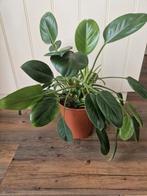 Philodendron green princess, Ophalen, In pot, Halfschaduw, Minder dan 100 cm
