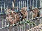 Kuikens ** Orpington ** Bramha's ** groot soort, Dieren en Toebehoren, Geslacht onbekend, Kip