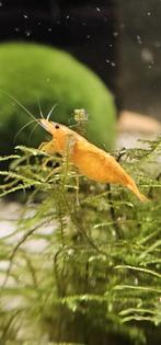 Neocaridina Yellow Fire Neon Backline Garnalen, Dieren en Toebehoren, Vissen | Aquariumvissen, Kreeft, Krab of Garnaal