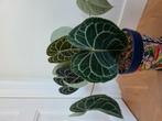 Anthurium Clarinervium Twee Planten Groote, Huis en Inrichting, Ophalen, Overige soorten, Minder dan 100 cm