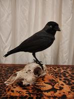 Opgezette Kauw met schedel, Verzamelen, Dierenverzamelingen, Ophalen, Zo goed als nieuw, Opgezet dier