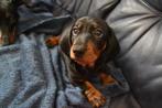 Standaard black and tan korthaar teckels, Dieren en Toebehoren, Honden | Teckels en Dashonden, Standaard, 8 tot 15 weken, Korthaar