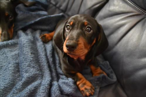 Standaard black and tan korthaar teckels, Dieren en Toebehoren, Honden | Teckels en Dashonden, Meerdere dieren, Korthaar, Standaard