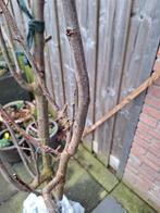 Witte Pruim Reine Claude - 2/3 meter, Ophalen