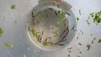 Caridina sp. Raccoon Tiger, Kreeft, Krab of Garnaal, Zoetwatervis