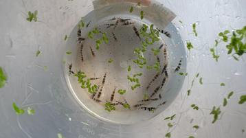 Caridina sp. Raccoon Tiger beschikbaar voor biedingen