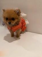 Mini Pomeranian Puppy, Particulier, 8 tot 15 weken, Buitenland, Teef