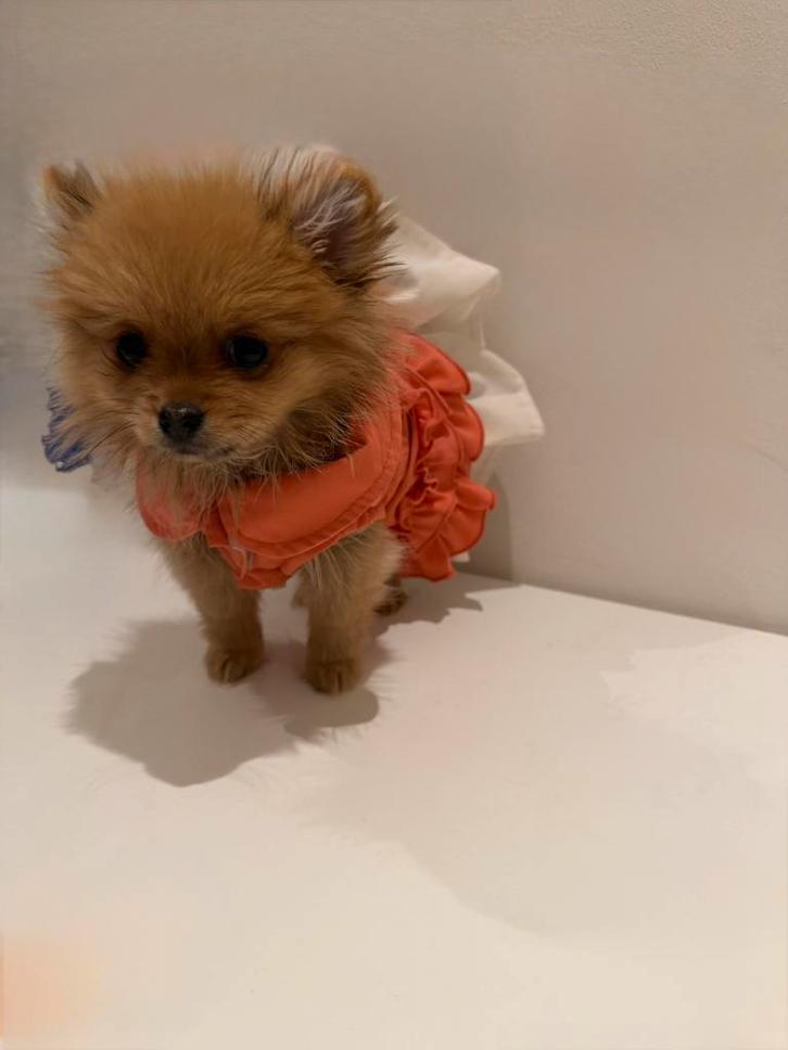 Mini Pomeranian Puppy, Dieren en Toebehoren, Honden | Poolhonden, Keeshonden en Oertypen, Teef, Keeshond, Particulier, Eén hond