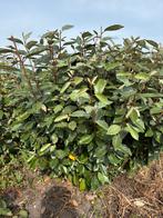 Olijfwilg, elaeagnus ebbingei, Ophalen, Overige soorten, 100 tot 250 cm