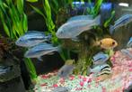 Melanochromis cyaneorhabdos, Dieren en Toebehoren, Vissen | Aquariumvissen, Vis