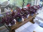 Oxalis knolletjes, Oca, Oxalis Triangularis, Geluksklaver, P, Overige soorten, Minder dan 100 cm, Bloeiende kamerplant, Halfschaduw