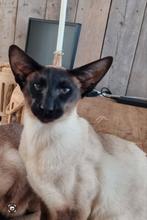 Dekkater aangeboden Siamees, Dieren en Toebehoren, Katten en Kittens | Dekkaters