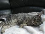Britse korthaar kittens, volbloed en halfbloed, Meerdere dieren, Gechipt, 0 tot 2 jaar