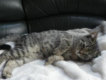 Britse korthaar kittens, volbloed en halfbloed beschikbaar voor biedingen