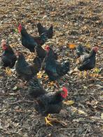 Mooie kippen Barnevelders dubbel gezoomd., Dieren en Toebehoren, Pluimvee, Vrouwelijk, Kip