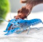 Blauwe Florida kreeft – 5 stuks + 1 gratis, Dieren en Toebehoren, Vissen | Aquariumvissen, Kreeft, Krab of Garnaal, Zoetwatervis
