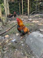 Araucana bolstaart hanen, Dieren en Toebehoren, Pluimvee, Mannelijk, Kip