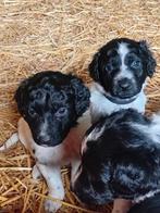 Prachtige friese stabij pups, Overige rassen, 8 tot 15 weken, Meerdere, Meerdere dieren