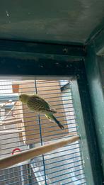 Jonge grasparkieten, Dieren en Toebehoren, Vogels | Parkieten en Papegaaien, Meerdere dieren, Parkiet, Tam