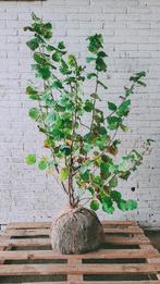 Hazelaar | Corylus avellana, Tuin en Terras, Ophalen, Overige soorten, Struik, 100 tot 250 cm
