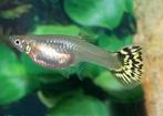 Gezocht guppy vrouwen mix en wildkleur garnalen, Dieren en Toebehoren, Vis
