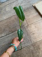 Philodenron bipennifolium stek, Ophalen of Verzenden, Overige soorten, Minder dan 100 cm