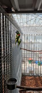Broedkoppel ara nobillis, Dieren en Toebehoren, Vogels | Parkieten en Papegaaien, Meerdere dieren, Papegaai, Geringd