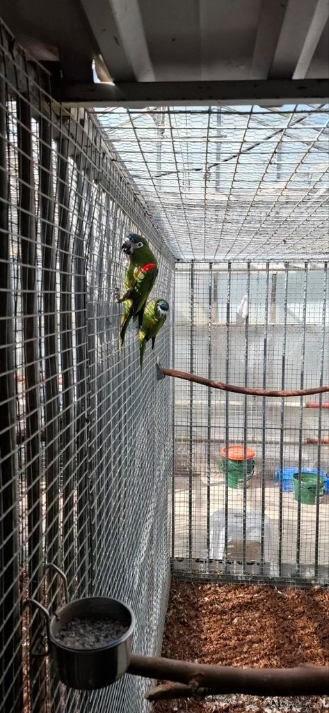 Broedkoppel ara nobillis, Dieren en Toebehoren, Vogels | Parkieten en Papegaaien, Papegaai, Meerdere dieren, Geringd