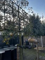 Twee steeneiken (Quercus ilex) te koop., Tuin en Terras, Planten | Bomen, Ophalen, Volle zon, Overige soorten