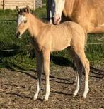 2025 reining filly, Dieren en Toebehoren, Pony's, Merrie, Gechipt, 0 tot 2 jaar, Onbeleerd