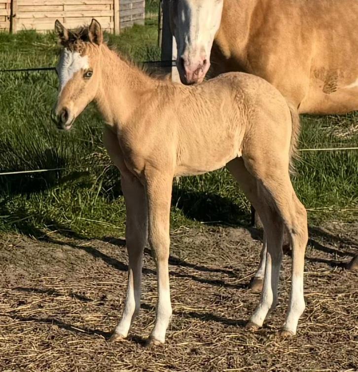 2025 reining filly, Dieren en Toebehoren, Pony's, Merrie, Onbeleerd, Westernpony, 0 tot 2 jaar, Met stamboom, Gechipt, Ontwormd