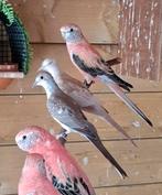 Bonte diamantduifjes  2025, Dieren en Toebehoren, Meerdere dieren, Tropenvogel, Geringd